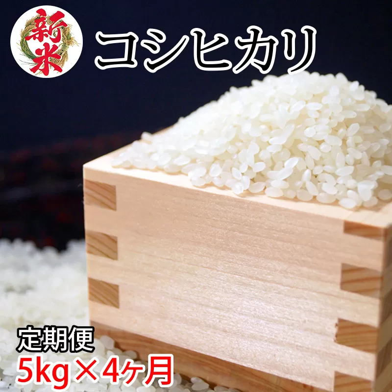 【定期便】令和6年産新米コシヒカリ5kg×4ヶ月　合計20kg 伊東マンショ米<3-34>