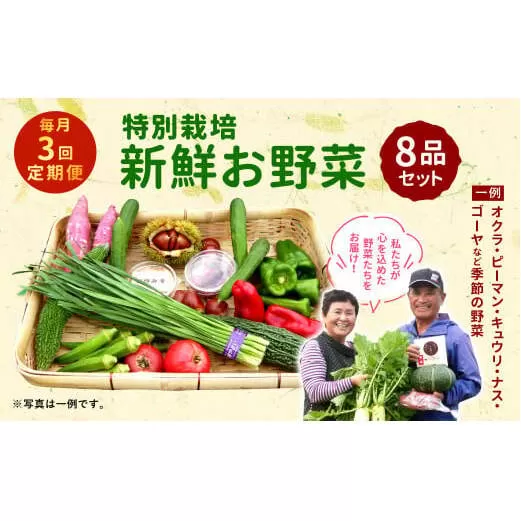 【3回定期便】特別栽培季節のお野菜セット 8品 野菜 新鮮 やさい 旬 詰合せ 国産 宮崎県 九州 送料無料