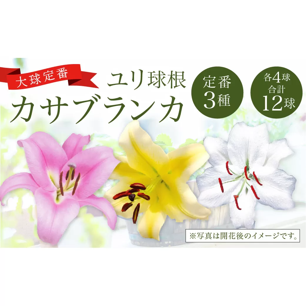 【2024年10月上旬発送開始】ユリ球根 カサブランカ 3種 各4球 合計12球 球根 大球定番 (カサブランカ・ゴールデンカサブランカ・ピンクカサブランカ) 花 フラワー セット 園芸 ガーデニング 植物 高品質 送料無料