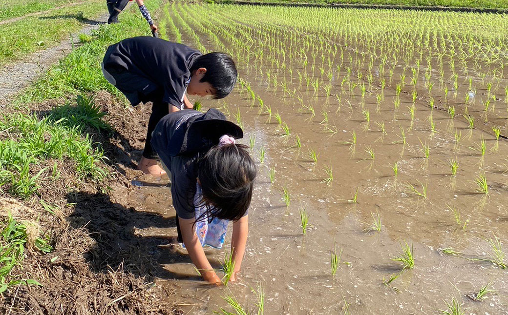 3回定期便】新米 えびの産 ヒノヒカリ 5kg×1袋×３ヶ月 計15kg 米 お米 白米 ごはん ひのひかり 精米 おこめ おにぎり お弁当 TKG  お取り寄せ 冷めても美味しい 宮崎県 えびの市 送料無料｜えびの市｜宮崎県｜返礼品をさがす｜まいふる by AEON CARD