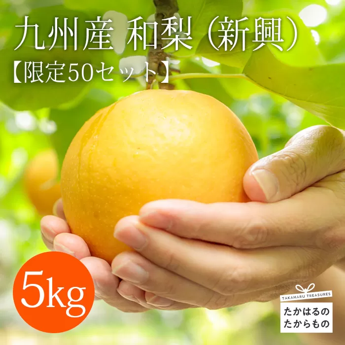 【先行予約・限定50箱】九州産 和梨「新興(しんこう)」 約5kg [先行受付 季節限定 期間限定 果物 フルーツ 国産 日本産] TF0326-P00025