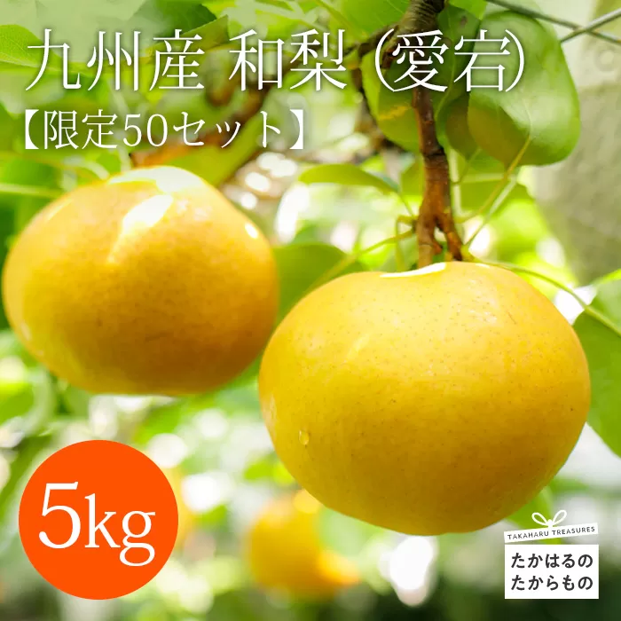 【先行予約・限定50箱】九州産和梨「愛宕(あたご)」5kg [先行受付 季節限定 期間限定 果物 フルーツ 国産 日本産] TF0312-P00025