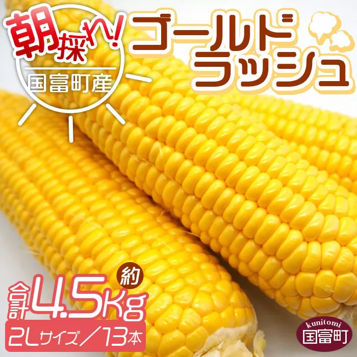 予約受付！＜朝採れ！国富町産ゴールドラッシュ4.5Kg2Lサイズ13本＞2025年5月下旬〜7月上旬迄に順次出荷【 とうもろこし スイートコーン 先行予約 野菜 穀物 甘い トウモロコシ 季節物 数量限定 とうきび コーン 】