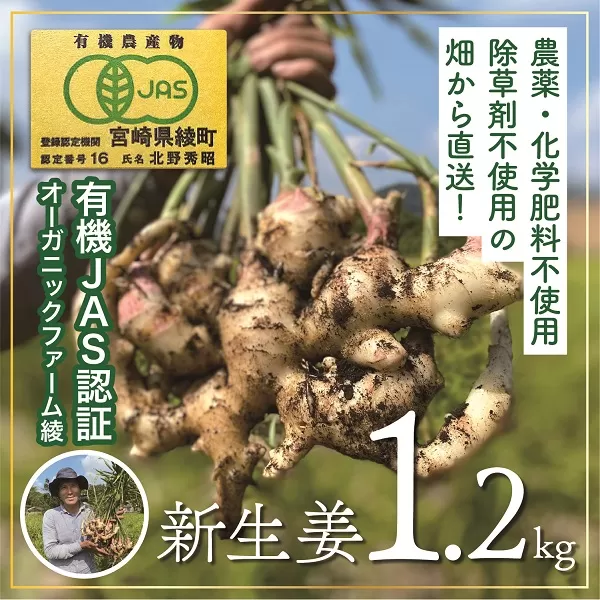 【有機JAS】新生姜１.２kg！ジンジャーエールや甘酢漬けに！