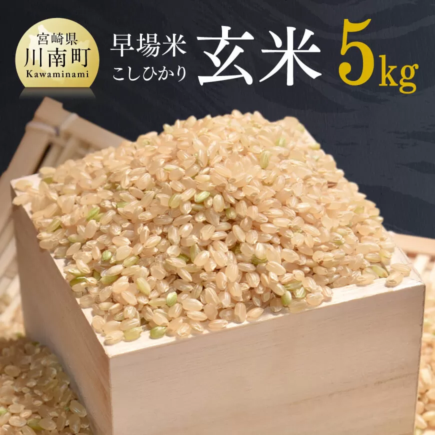 令和6年産「こしひかり（玄米）」5kg 新米 米 お米 こめ コシヒカリ 玄米 農家直送 国産 送料無料