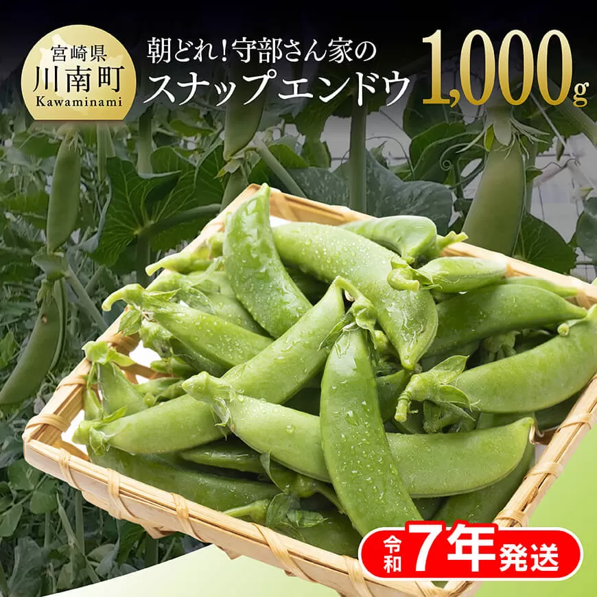 [令和7年発送]朝どれ!守部さん家のスナップエンドウ1.0kg 野菜 宮崎県産 エンドウ豆 えんどう豆 おつまみ 2025年発送