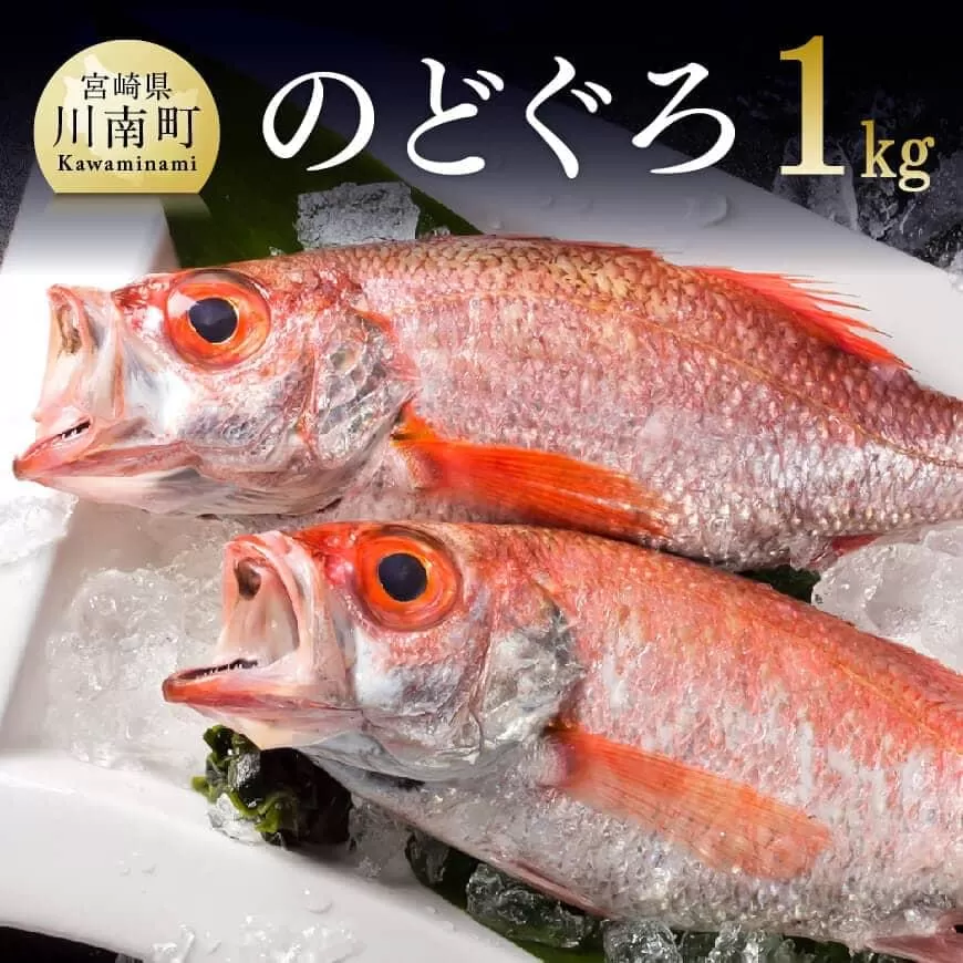 川谷水産厳選！のどぐろ(アカムツ)約１ｋｇ 魚 鮮魚 魚介類