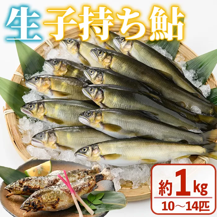 [北海道・離島不可][期間限定]生子持ち鮎(約1kg・10〜14匹)[米良水産]