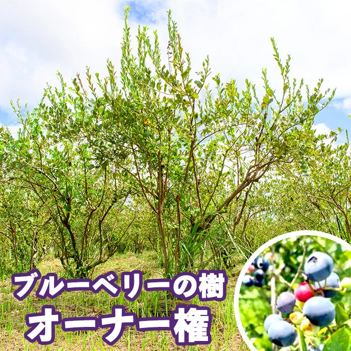 鹿児島県鹿屋市 ブルーベリーの樹１年間オーナー権（50本限定） 【ブルーベリー オーナー権 体験 鹿児島】