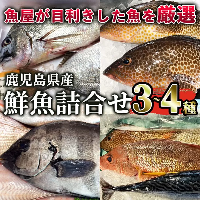 鹿児島県産鮮魚詰合せセット(3〜4尾)