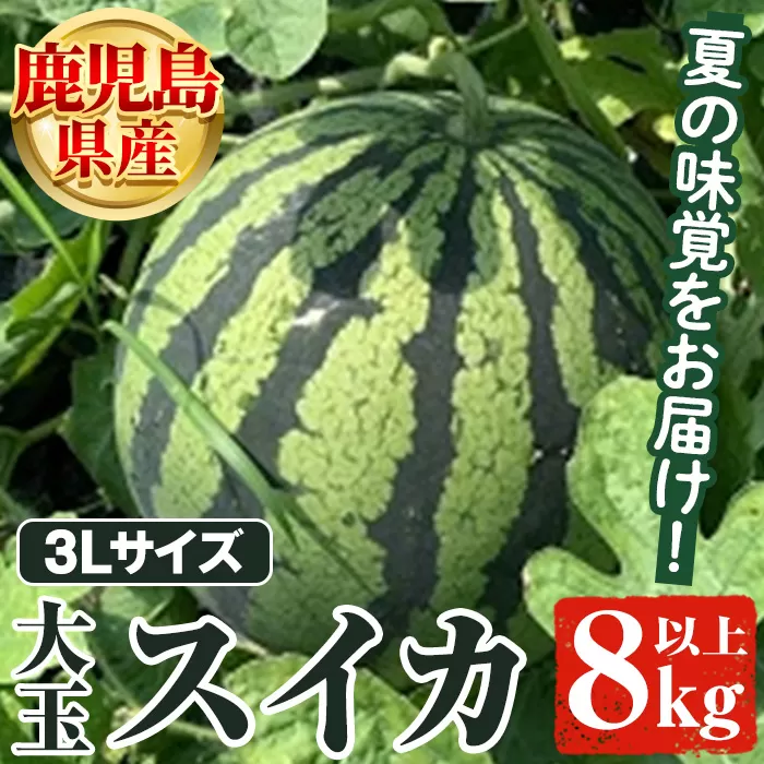 ＜先行予約受付中！2025年6月以降順次発送予定＞鹿児島県産 大玉スイカ(3Lサイズ・1玉) 鹿児島県産 大玉スイカ(3Lサイズ・1玉) 国産 果物 スイカ すいか 西瓜 フルーツ スイーツ スムージー ジュース【松永青果】a-12-310