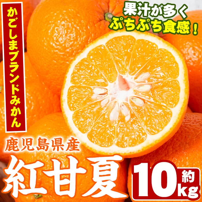 ＜先行予約受付中！2025年2月より順次発送予定＞数量限定！鹿児島県産紅甘夏みかん(約10kg・28玉～32玉)国産 果物 フルーツ【鹿児島いずみ農業協同組合】a-13-43