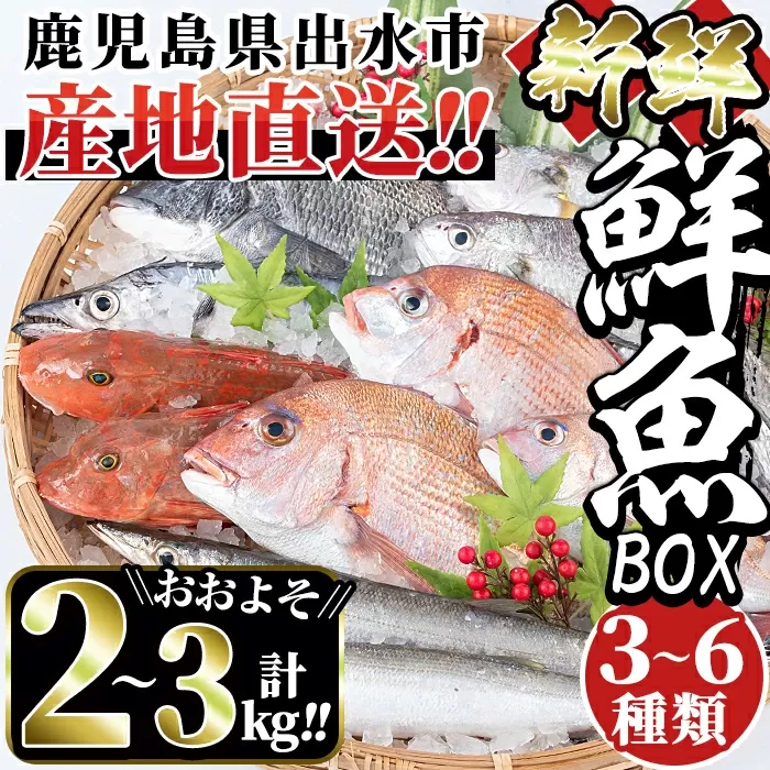 i580 出水の鮮魚おためしBOX(約2〜3kg程度・3〜6種類)【出水はやし】