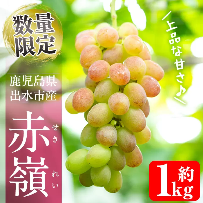 i1016 ≪数量・期間限定≫赤嶺(セキレイ) (計約1kg) ぶどう グレープ 果物 くだもの フルーツ 葡萄 旬 糖度 上品な甘さ 歯ごたえ 冷蔵 【山門ぶどう園】