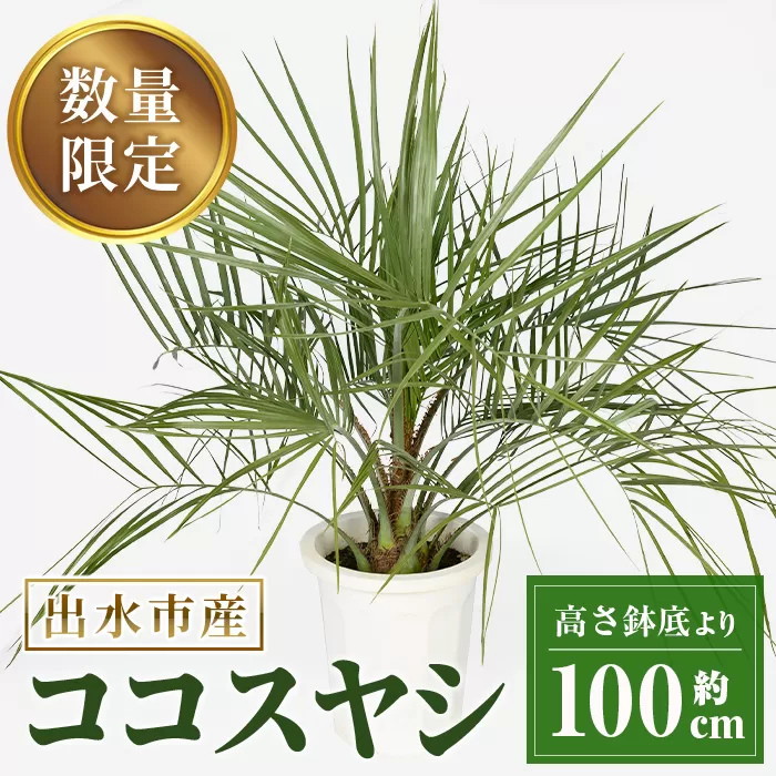 i906 ＜毎月数量限定＞ココスヤシ(鉢底より高さ約100cm)【kurk PLANT LEATHER】