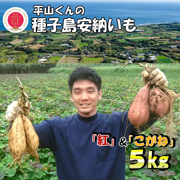 種子島 安納いも 平山農園「 紅 & こがね 」紅白セット(Mサイズ) 5kg　NFN453【400pt】