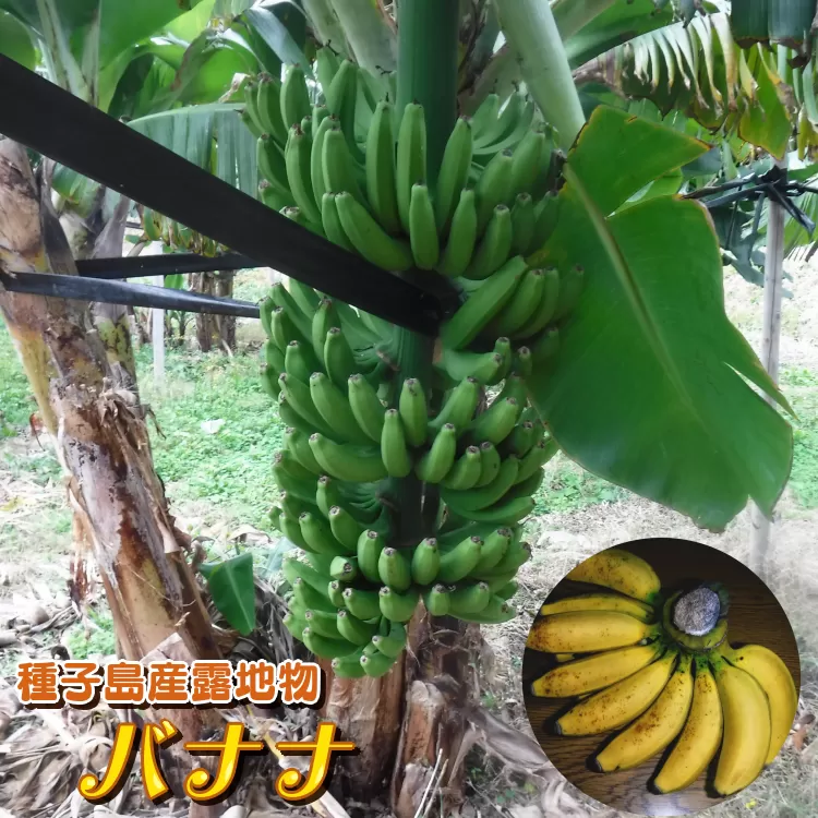 種子島 園田 バナナ園 北限の 国産 露地 バナナ 2房　NFN250【375pt】