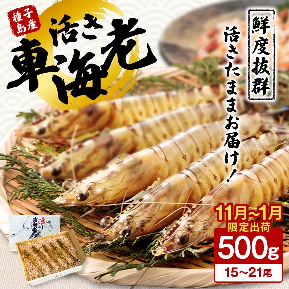 < 季節限定 > 種子島 産 活 車えび ( 活き 車海老 ) 500g 配送日指定　NFN086【600pt】