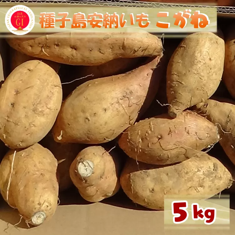 こむぎ屋工房の 種子島安納いも 「こがね」 5kg　NFN445 【450pt】