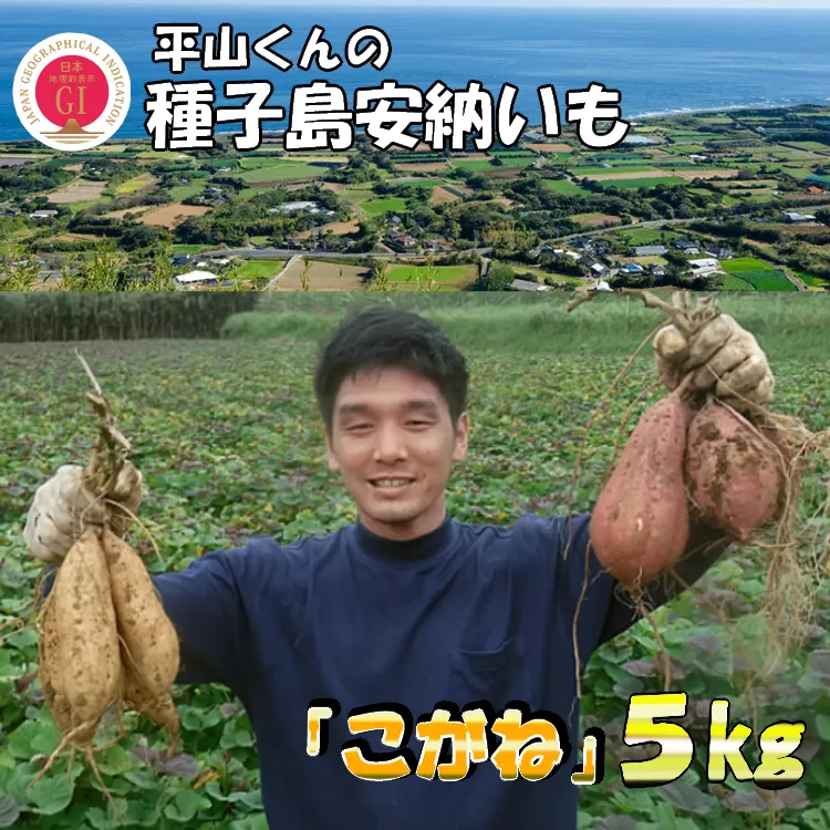 種子島 安納いも 平山農園「 こがね 」 (Mサイズ) 5kg　NFN452【350pt】