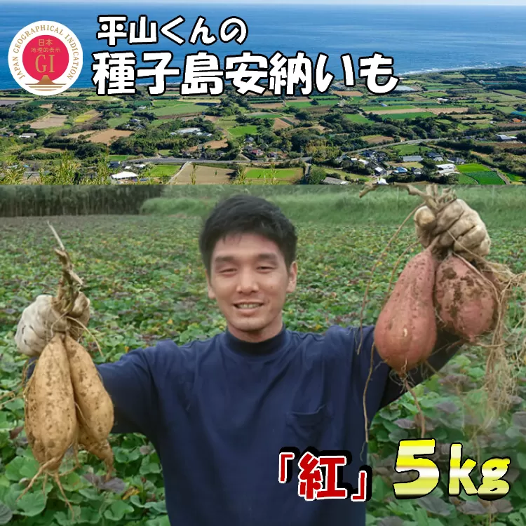 種子島 安納いも 平山農園「 紅 」(Mサイズ) 5kg　NFN451【350pt】