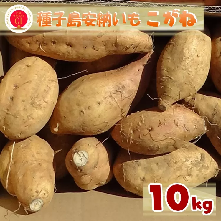 こむぎ屋工房の 種子島安納いも 「こがね」 10kg　NFN533 【900pt】