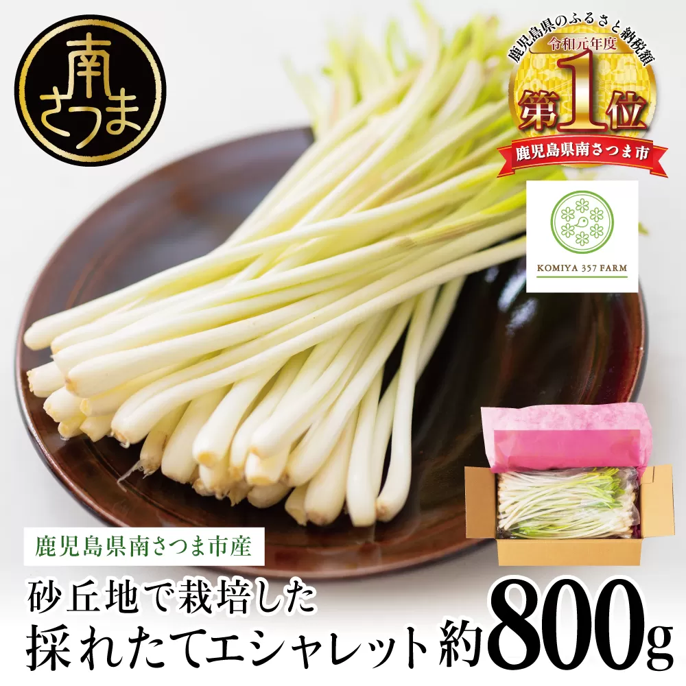 【鹿児島県南さつま市産期間限定！砂丘地で栽培したエシャレット 約800g（約200g×4袋）らっきょう ラッキョウ サラダ 生食 パスタ 肉巻き 炒め物 ドレッシング 鹿児島県産 小宮357ファーム 冷蔵 南さつま市