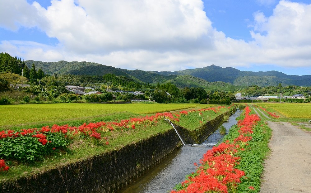 令和6年産】＜新米・8月発送開始＞ 農家自慢のお米 10kg 鹿児島県南さつま市産 コシヒカリ ヒノヒカリ 米 白米 お米 おこめ コメ  精米｜南さつま市｜鹿児島県｜返礼品をさがす｜まいふる by AEON CARD