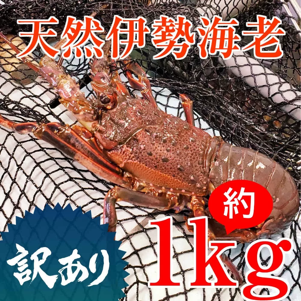 【訳あり】天然 伊勢海老 約1kg（生食用） えび 海老 イセエビ いせえび 伊勢えび  魚介 刺身 鍋 冷凍 鹿児島 南さつま市