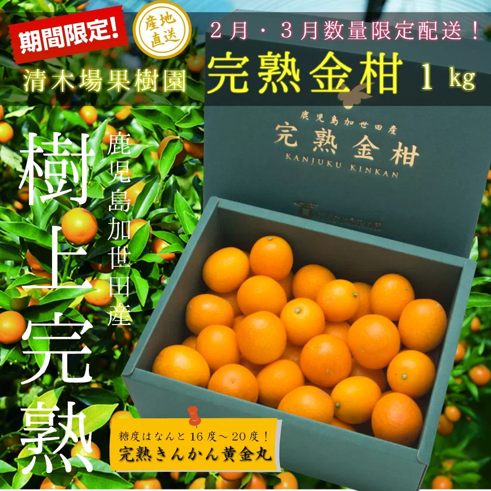 ◆2月〜3月末発送◆【鹿児島県南さつま市産】完熟金柑 黄金丸 約1kg（3L〜4L) 柑橘 きんかん 旬 フルーツ 果物 常温 南さつま市