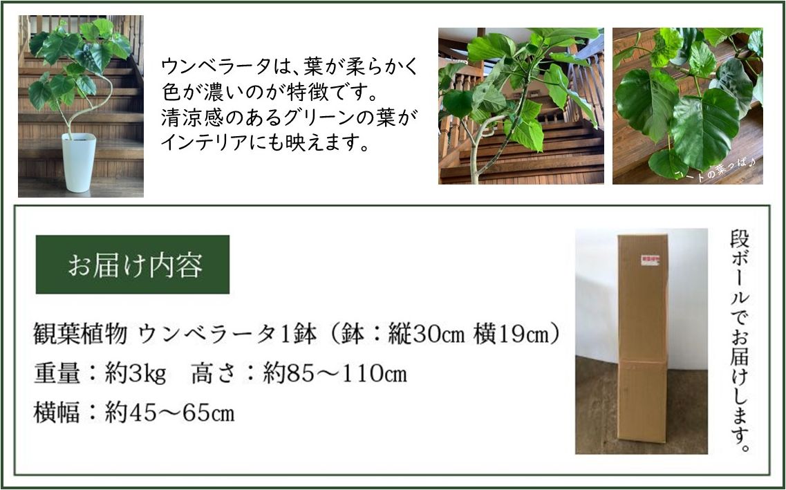 066-10 観葉植物 ウンベラータ8号サイズ1鉢｜南九州市｜鹿児島県｜返礼品をさがす｜まいふる by AEON CARD