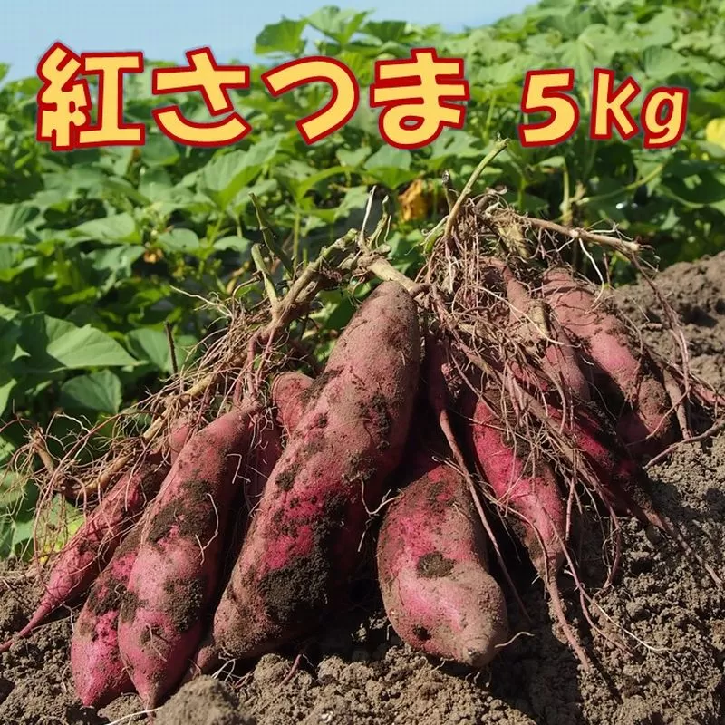 040-09 さつまいも「紅さつま」5kg