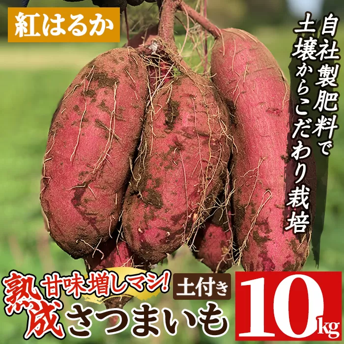 a845-D 《期間限定・数量限定》鹿児島県産さつまいも紅はるか土付き10kg(生芋)【コウエイ環境】