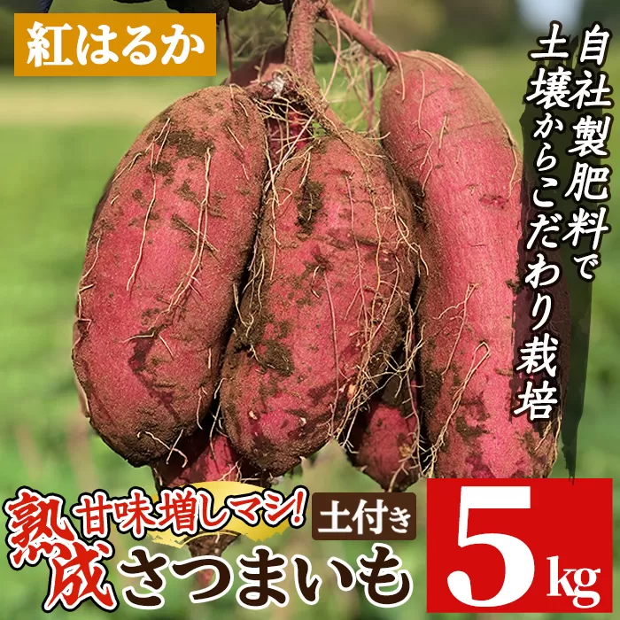 a845-C 《期間限定・数量限定》鹿児島県産さつまいも紅はるか土付き5kg(生芋)【コウエイ環境】