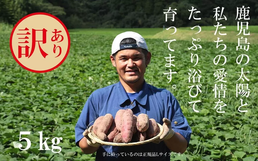 訳あり さつまいも 紅はるか 堀りたて5kg ( 1箱 ) 新物 鹿児島県産 2024年12月末までに出荷