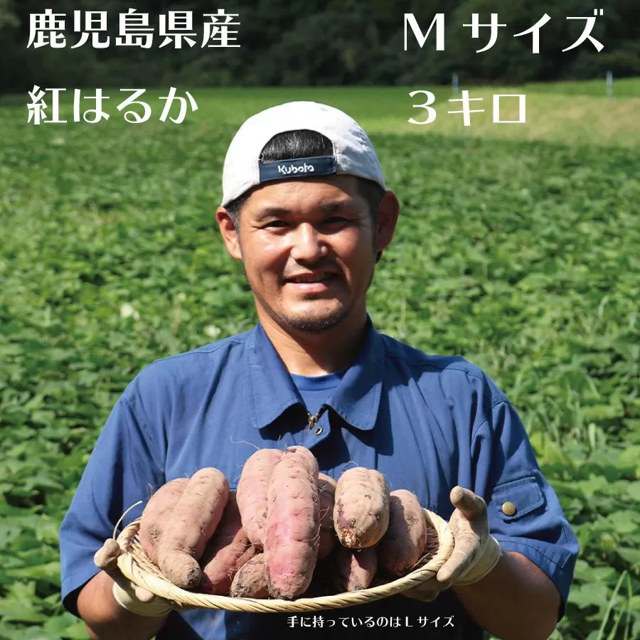 さつまいも 紅はるか 堀りたて 3kg ( 1箱 ) Mサイズ  新物 鹿児島県産 2024年12月末までに出荷