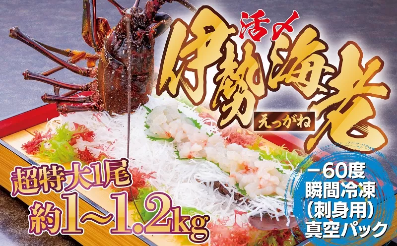 【活き〆冷凍】肝付町内之浦産伊勢海老(えっがね)の刺身(約1～1.2kg) 