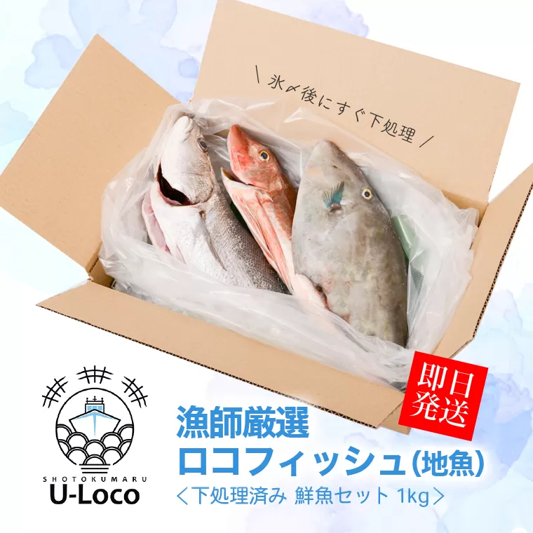 漁師厳選！ロコフィッシュ(地魚) 下処理済 鮮魚 ボックス(約1kg)