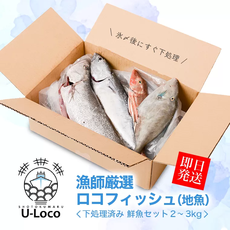  漁師厳選！ロコフィッシュ(地魚) 下処理済 鮮魚 ボックス(約2～3kg)