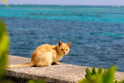 動物の愛護と管理に関する事業